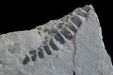 Pennsylvanian Fossil Fern (Neuropteris) Plate - Kentucky #154728-1